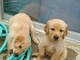 Dos cachorros akc golden retriever