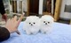 Dos perritos de Pomeranian impresionantes para la adopción - Foto 1
