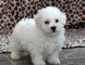 Excelentes cachorros de bichon frise