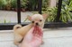 Excelentes cachorros de Chihuahua - Foto 1