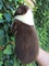 Fabulosos cachorros Border Collie color chocolate - Foto 3