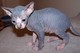 Gatitos impresionantes pedegree macho y la hembra de sphynx para