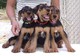 Gratis airedale terrier cachorros listo