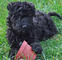 Gratis azul de kerry terrier cachorros listoya