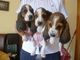 Gratis basset hound cachorros disponibles