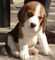 Gratis beagle cachorros disponibles - Foto 1