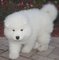 Gratis blanco samoyedo cachorros listos