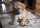 Gratis bullmastiff de cachorros