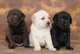Gratis cachorros de chocolate hembra labrador retriever