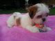 Gratis cachorros de lasa apso listoya