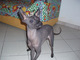 Gratis cachorros sin pelo mexicano disponibles