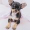 Gratis Chihuahua cachorros disponibles - Foto 1