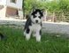 Gratis Gratis Siberiano Husky cachorros disponibles ahora - Foto 1