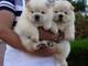 Gratis increíbles de perro chino cachorros listo