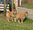 Gratis lindos Shiba Inu Cachorros - Foto 1
