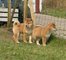 Gratis lindos shiba inu cachorros