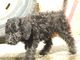 Gratis maravillosos cachorros bedlington terrier disponibles