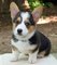 Gratis Pembroke Welsh Corgi con increíble cachorros - Foto 1