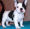 Gratis Registrados bulldog francés de cachorros - Foto 1