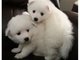 Gratis samoyedo cachorros listo