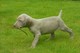 Hermosa nueva camada de pura raza Weimaraner Cachorros en venta - Foto 1