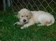 Hermosas ACA inglés Cream Golden Retriever - Foto 1