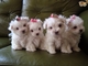 Hermosos Cachorros de Bichon Maltes - Foto 1