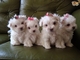 Hermosos cachorros de bichon maltes