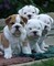 Hermosos cachorros encanto bulldog inglés listo para la venta all