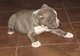 Hermosos cachorros pitbull americano