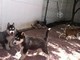 Husky siberiano por adopciones - masculino y femenino