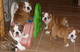 Increíble Inglés bulldogs cachorros disponibles - Foto 1