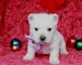 Los cachorros de West Highland Terrier blanco para la venta! - Foto 1
