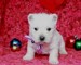 Los cachorros de west highland terrier blanco para la venta!