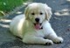Los cachorros hermosos Golden Retriever - Foto 1