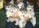 Los cachorros husky preciosas disponibles de contacto si está int