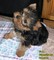 Los cachorros macho y hembra Yorkie para la adopción - Foto 1