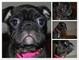 Los cachorros pug en venta - Foto 1