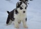 Los cachorros Siberian Husky - Foto 1