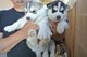 Los cachorros siberian husky para la adopción