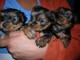 Los cachorros Yorkie taza de té - Foto 1