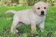 Magníficos cachorros Labrador Retriever - Foto 1