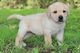 Magníficos cachorros labrador retriever