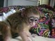 Mono de bebé sano capuchón por un hogar permanente