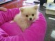 Perritos de Pomeranian lindo en Louisiana - Foto 1