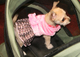 Precioso cachorro de Chihuahua en busca de nuevo hogar - Foto 1