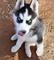 Regalo adorables cachorros de husky siberiano disponibles