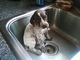 Regalo alemán cachorros de pelo corto perro disponibles