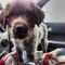 Regalo alemán pointer cachorros listo
