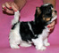 Regalo Biewer Terrier cachorros disponibles - Foto 1